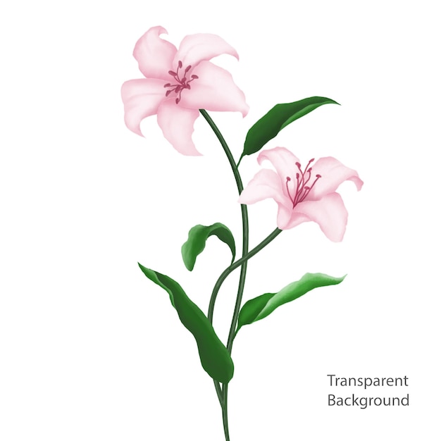 PSD watercolor flower transparent background