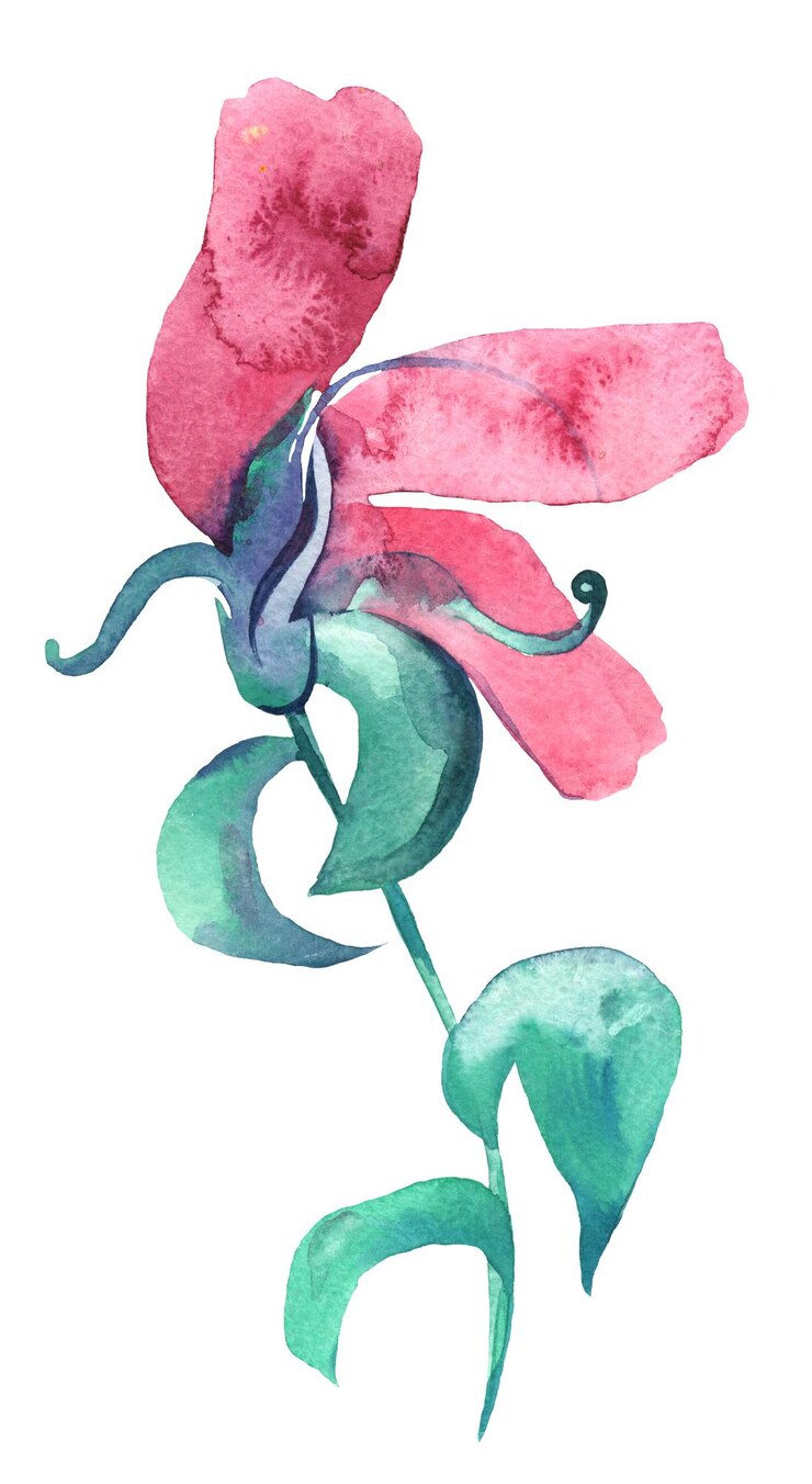 PSD watercolor flower with soft petals delicate botanical design and gentle handpainted floral