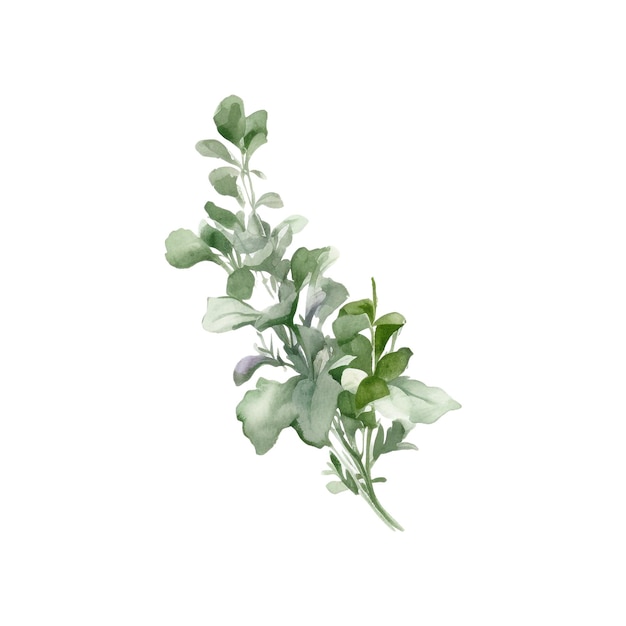 PSD watercolor fresh herbs isolated kitchen herbs illustration