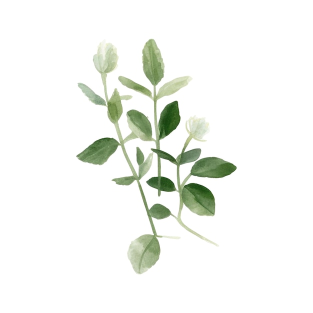 PSD watercolor fresh herbs isolated kitchen herbs illustration