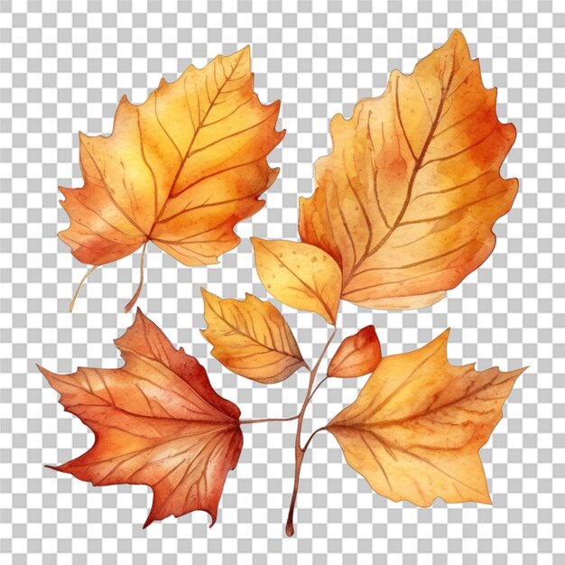 Watercolor hand drawn autumn set leaves transparent background