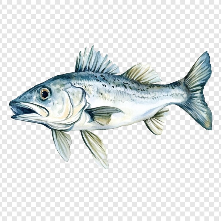 PSD watercolor illustration of a sea bass fish