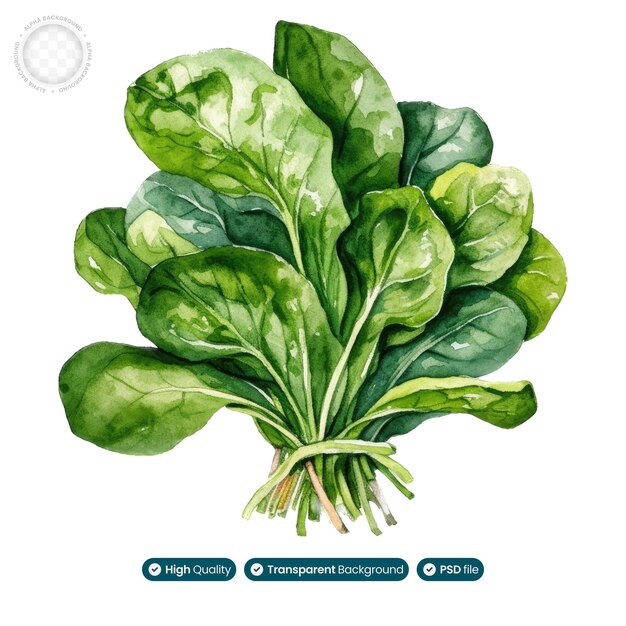 PSD watercolor illustration of spinach leaves a nutritional powerhouse