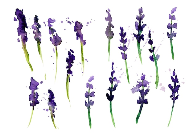 PSD set di lavanda acquerello