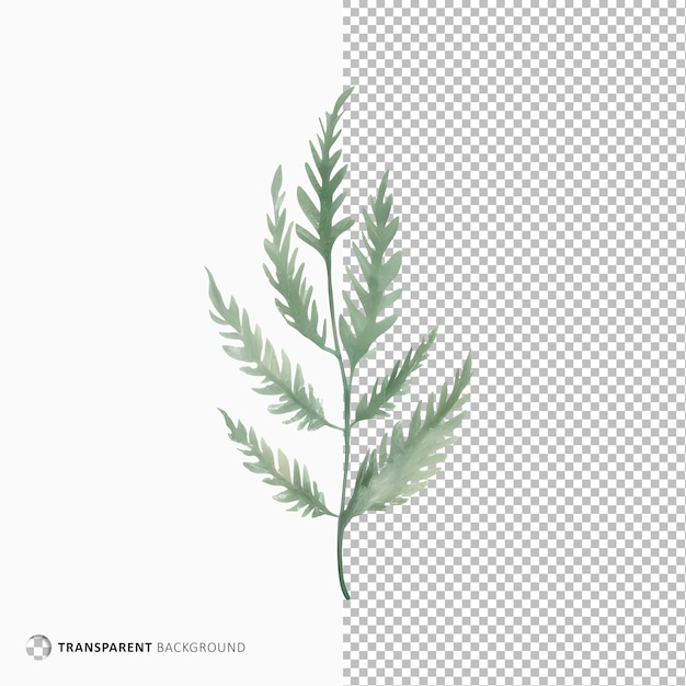 Watercolor of leaves isolated on transparent background