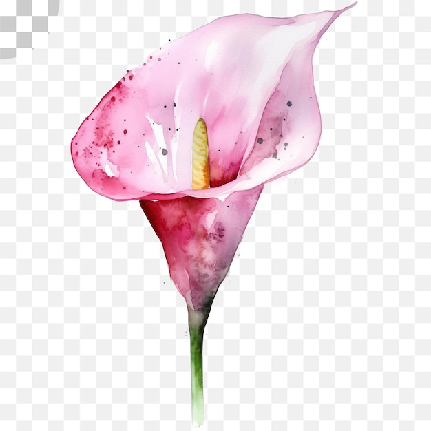 PSD watercolor lilies on transparent background