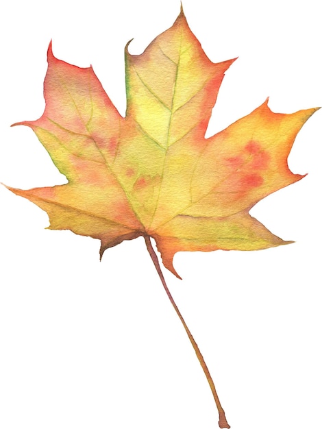 PSD watercolor maple leaf orange fall leaf decor element