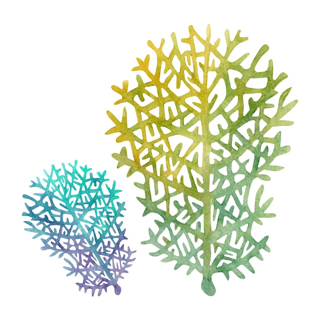 watercolor multicolor reticulated fire coral isolated on white background for marine design diving