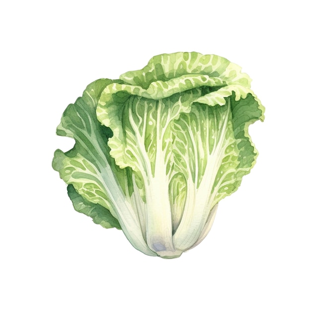 Watercolor Napa cabbage Illustration Handdrawn fresh food design element isolated on a white