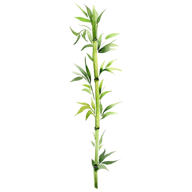 PSD watercolor painted bamboo hand drawn plant design elements isolated on white background