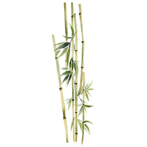 PSD watercolor painted bamboo hand drawn plant design elements isolated on white background