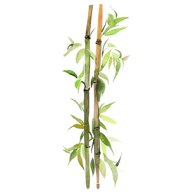 PSD watercolor painted bamboo hand drawn plant design elements isolated on white background