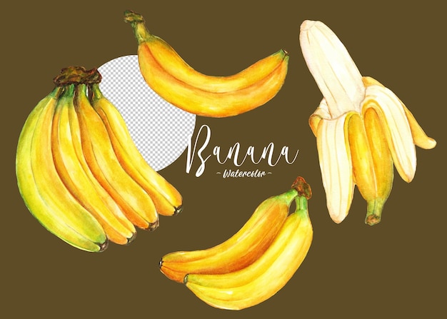 PSD watercolor painted banana hand drawn ripe banana