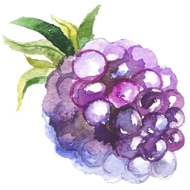 Watercolor painted blackberry Hand drawn fresh food design elements isolated on white background