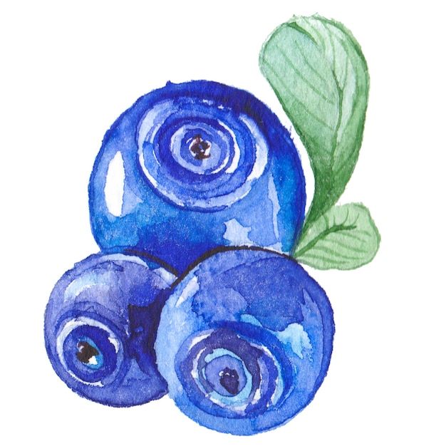PSD 白い背景に分離されたブルーベリー手描きの生鮮食品デザイン要素を描いた水彩画