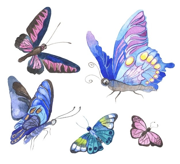 Watercolor painted butterfly Hand drawn design elements isolated on white background