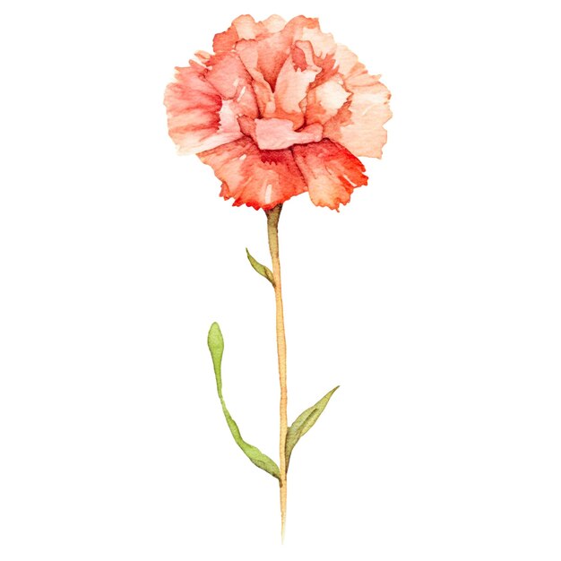 PSD watercolor painted carnation flower hand drawn design element isolated on transparent background