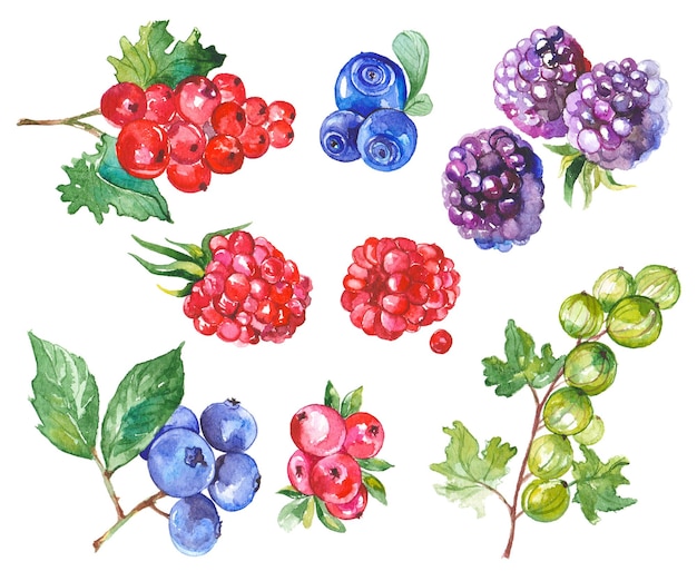watercolor painted collection of fruits hand drawn fresh food design elements isolated on white background