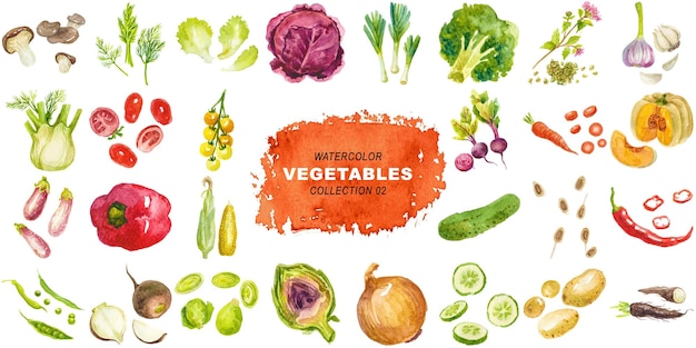 Watercolor painted collection of vegetables Hand drawn elements isolated on transparent background
