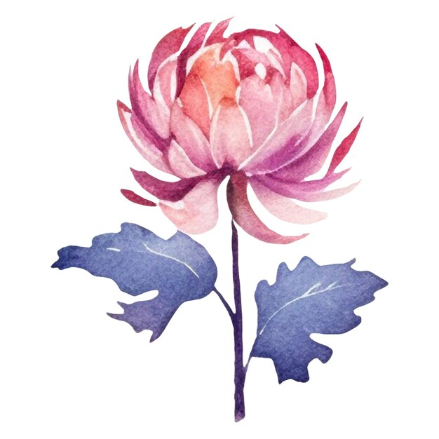 PSD watercolor painted dahlia flower hand drawn design element isolated on transparent background