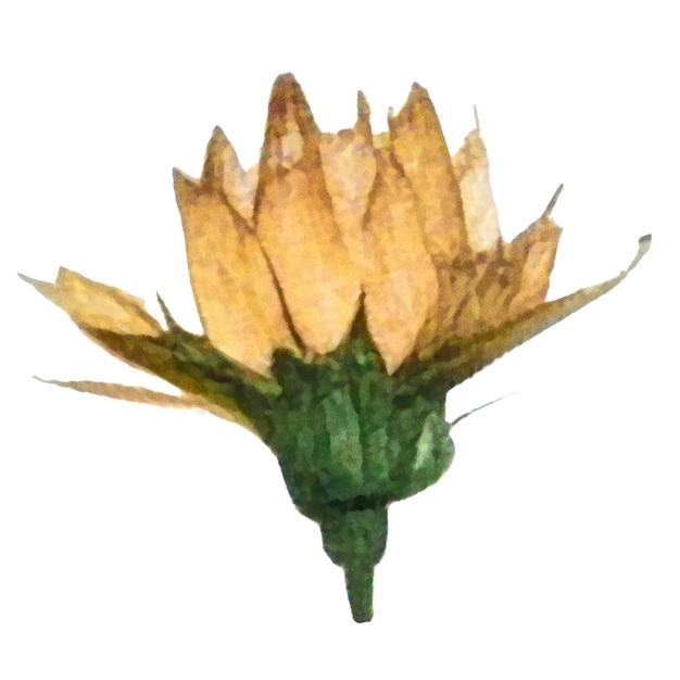 PSD Акварель нарисованный цветок ручно нарисованные цветочные элементы дизайна изолированы на белом фоне