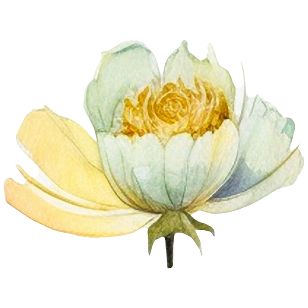 PSD fiore dipinto ad acquerello elementi di design di fiori disegnati a mano isolati su sfondo bianco