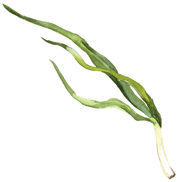 Watercolor painted green onion Hand drawn fresh food design element isolated on white background