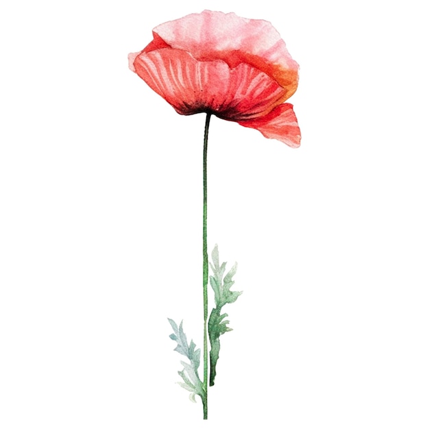 PSD watercolor painted poppy flower hand drawn design element isolated on transparent background