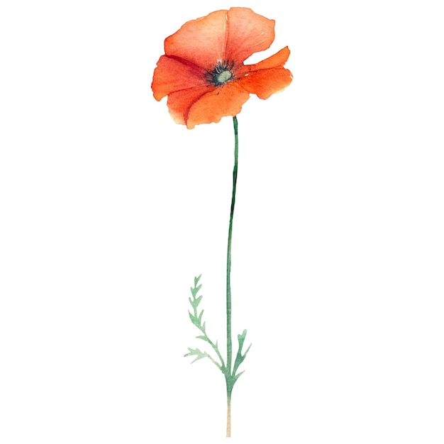 PSD watercolor painted poppy flower hand drawn design element isolated on transparent background
