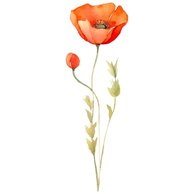 PSD watercolor painted poppy flower hand drawn design element isolated on transparent background