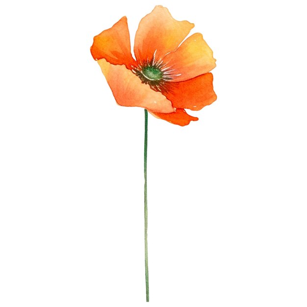 PSD watercolor painted poppy flower hand drawn design element isolated on transparent background