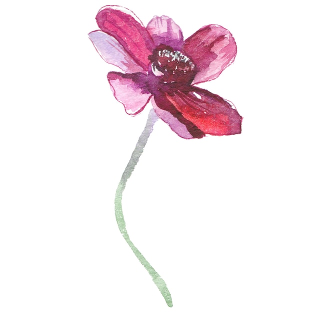 PSD fiore di papavero dipinto ad acquerello elementi di disegno floreale disegnato a mano isolati su sfondo bianco