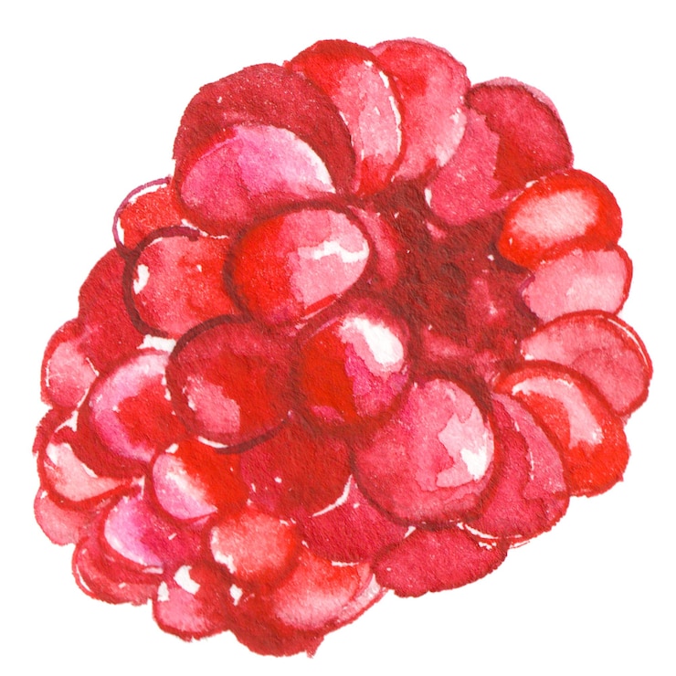PSD watercolor painted raspberry hand drawn fresh food design elements isolated on white background