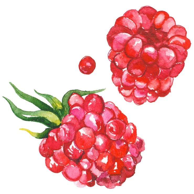 PSD watercolor painted raspberry hand drawn fresh food design elements isolated on white background