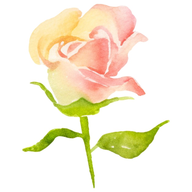 PSD 水彩で描かれたバラの花 透明な背景に隔離された手描きのデザイン要素