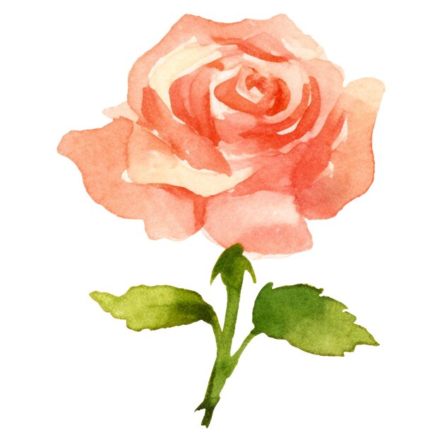 PSD 水彩で描かれたバラの花 透明な背景に隔離された手描きのデザイン要素