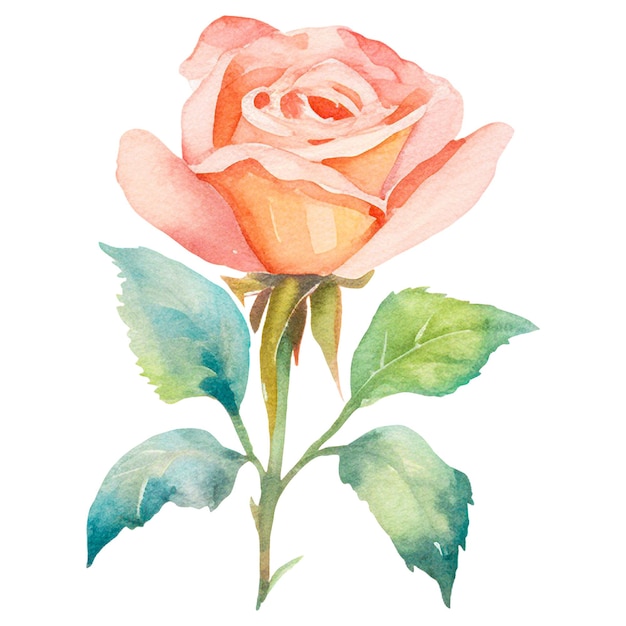 PSD Акварель нарисованный цветок розы ручной рисунок элемент дизайна изолирован на прозрачном фоне