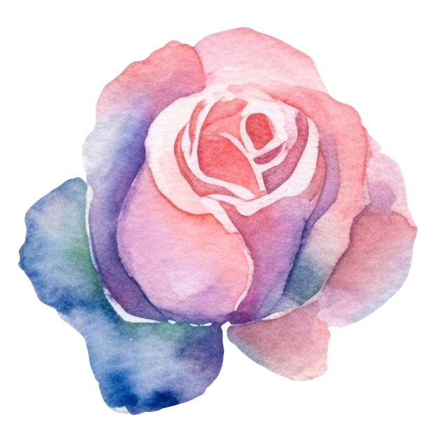 水彩で描かれたバラの花 透明な背景に隔離された手描きのデザイン要素