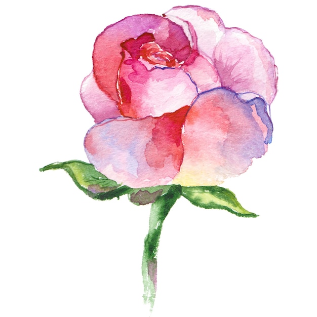 PSD watercolor painted rose flower hand drawn flower design elements isolated on white background