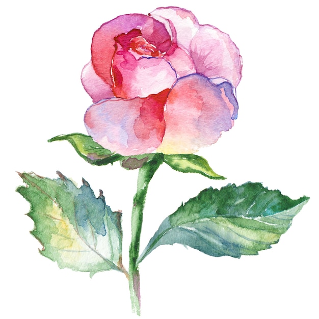 バラの花を描いた水彩画 手描きの花のデザイン要素が白い背景で隔離