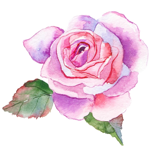 PSD watercolor painted rose flower hand drawn flower design elements isolated on white background