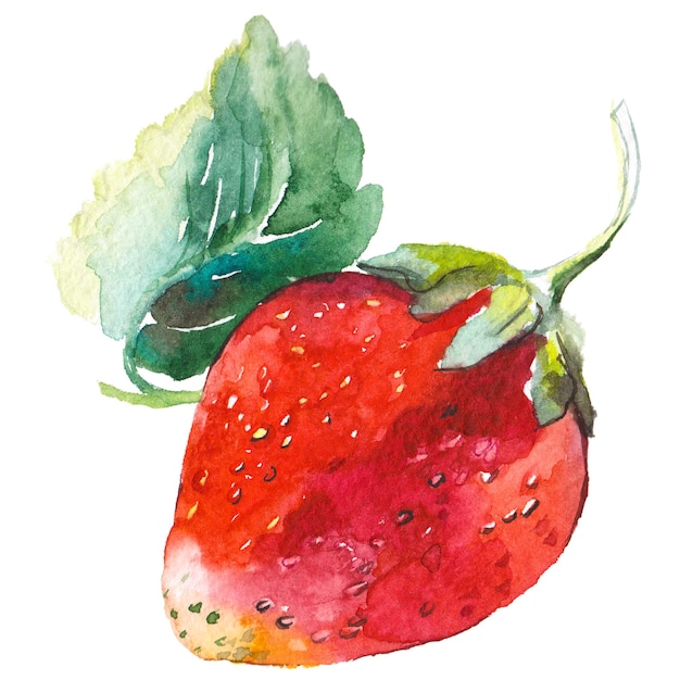 Watercolor painted strawberry Hand drawn fresh food design elements isolated on white background