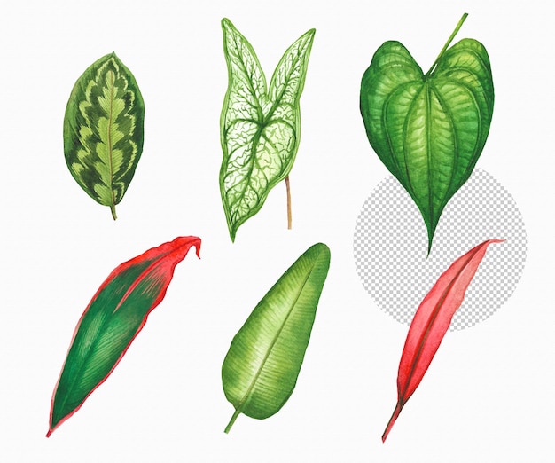 PSD watercolor painted tropical leaf hand drawn green leaf