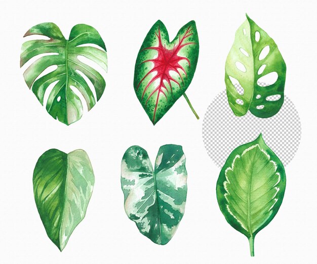 Watercolor painted tropical leaf Hand drawn green leaf