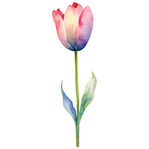 Цветок тюльпана, окрашенный в акварель, рисованный вручную элемент дизайна, изолированный на прозрачном фоне