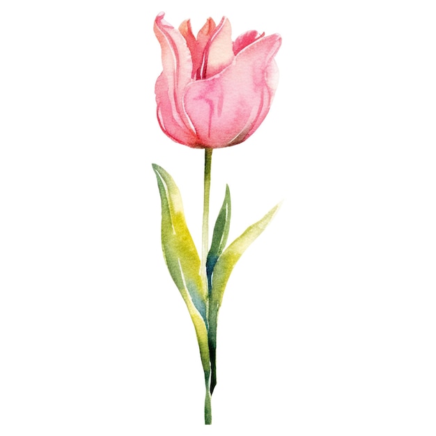 PSD 水彩で描かれたチューリップの花 透明な背景に隔離された手描きのデザイン要素