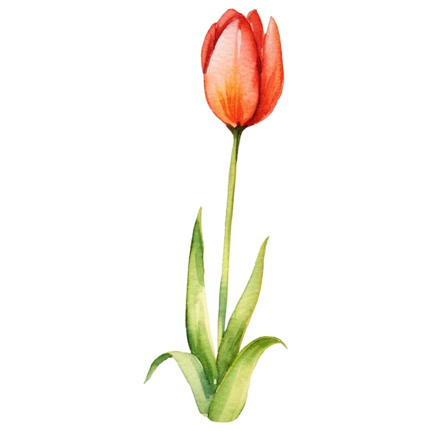 PSD fiore di tulipano dipinto ad acquerello elemento di design disegnato a mano isolato su uno sfondo trasparente