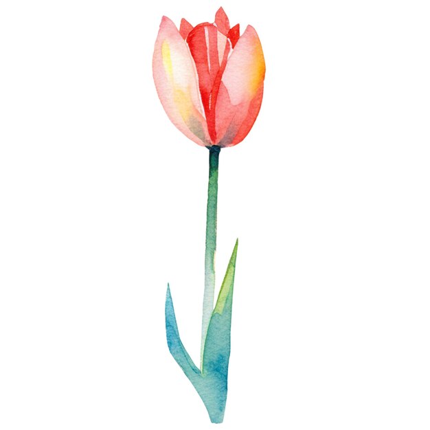 Fiore di tulipano dipinto ad acquerello elemento di design disegnato a mano isolato su uno sfondo trasparente