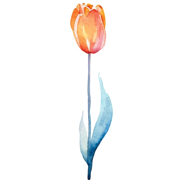 PSD watercolor painted tulip flower hand drawn design element isolated on transparent background