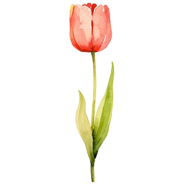 PSD watercolor painted tulip flower hand drawn design element isolated on transparent background